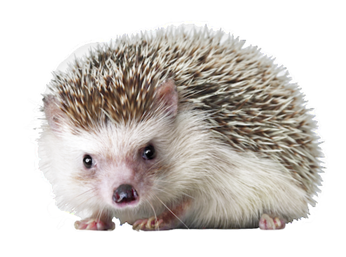 Hedgehog PNG18