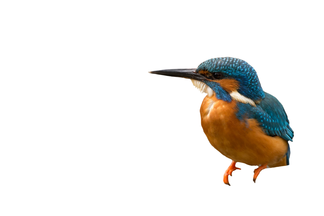 Kingfisher Bird Png By Menacce Degrc9c Fullview